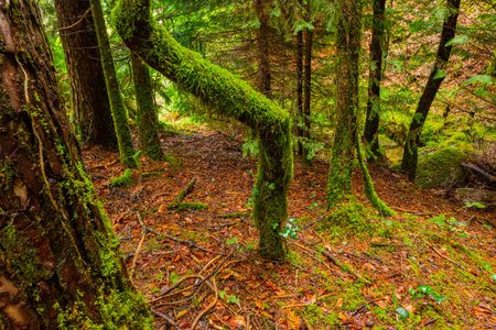 The moss on the trees in the woods at Geres, Portuguese National Parkの写真素材