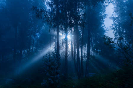 Fog in the forest at the portuguese national park, Geres, Portugalの写真素材