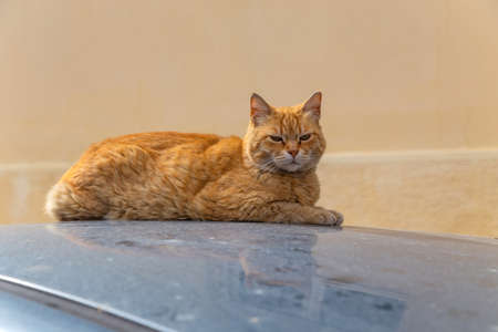 A lazy cat sleeping on a car in Athens, Greece.の写真素材