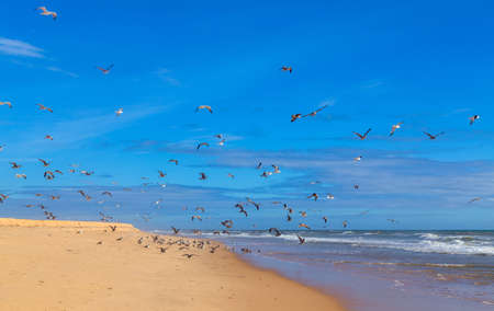 Empty beach in Albufeira. This beach is a part of famous tourist region of Algarve. Portugalの写真素材