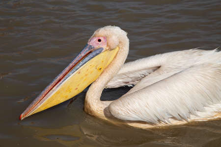 Pelican in Djoudi national park reserve. Senegalの写真素材
