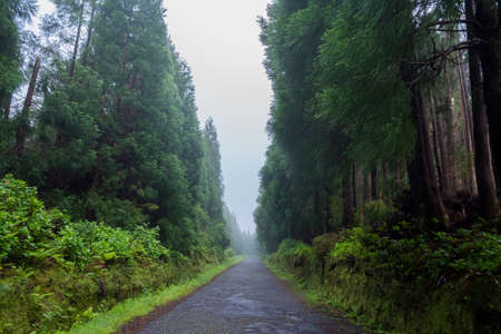 Road in the dense forest with tall trees in the fog on Flores Island, Azores, Portugalの写真素材