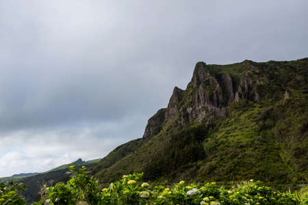 Beautiful rows of hydrangea flowers on the northern coast of Flores, Azores, Portugal.の写真素材