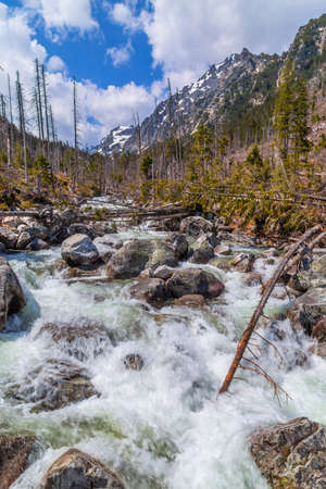 Stream in High Tatras mountains, Carpathia, Slovakiaの写真素材