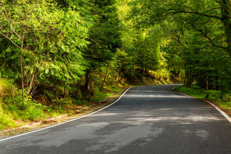 Spring landscape with road and beautiful trees, in Geres, portuguese national Park. North of Portugalの写真素材
