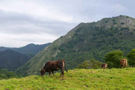 Cows in the Picos de Europa, Asturias. Farm land at the mountains, a very tourist place in Spainの写真素材