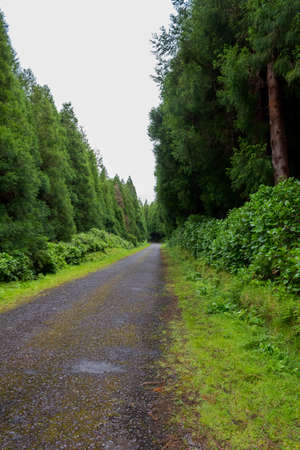 Road in the dense forest with tall trees in the fog on Flores Island, Azores, Portugalの写真素材