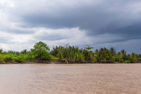 Mangrove trees and palm leaves in delta of Mekong river, Vietnam, Asiaの写真素材
