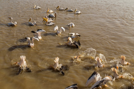 Pelicans in Djoudi national park reserve. Senegalの写真素材