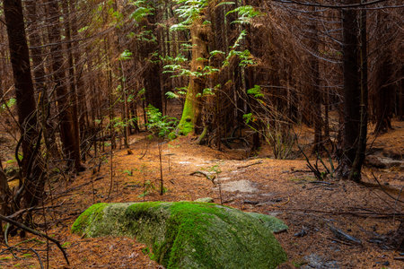 The moss on the trees in the woods at Geres, Portuguese National Parkの写真素材