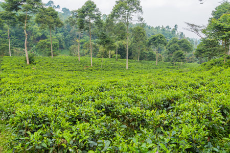Green fresh tea leaves on a tea plantations in Sukabumi, Indonesiaの写真素材