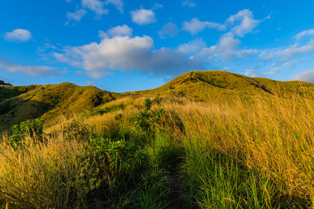 The top of Nacula island vegetation, Yasawa Islands, Fiji, South Pacificの写真素材