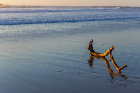 Old tree at the beach, sunset light. Beach of Mindelo in the north of Portugalの写真素材