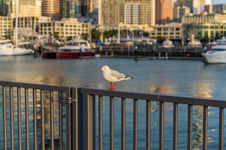 Focus on lone seagull bird with blurred background of Auckland's city port. New Zealandの写真素材