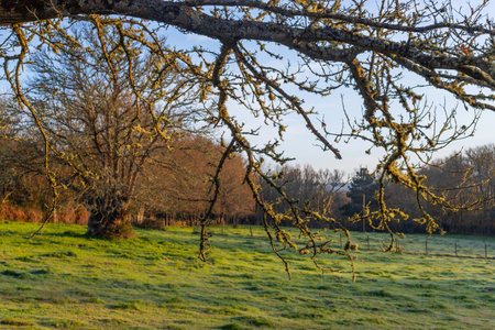 Green field and the trees in Zamora, near Puebla de Sanabria, Spainの写真素材