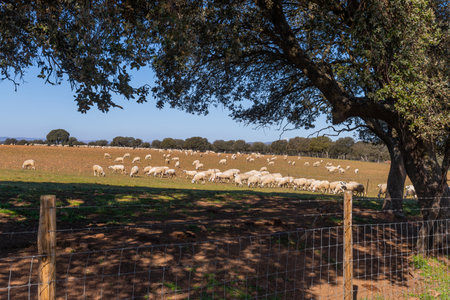 Sheeps pacing peacefully in the fields of Zamora countryside. Spainの写真素材