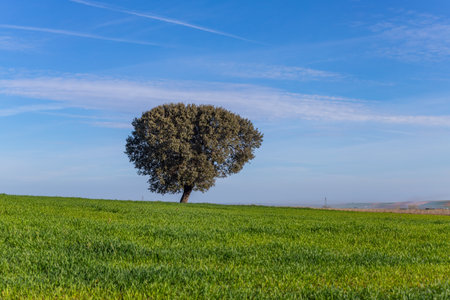 A lonely oak in the middle of the pasture in Extremadura. Spainの写真素材