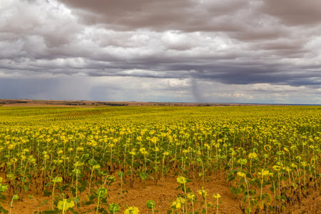 Field of sunflowers on the camino de santiago, Navarra, Spainの写真素材