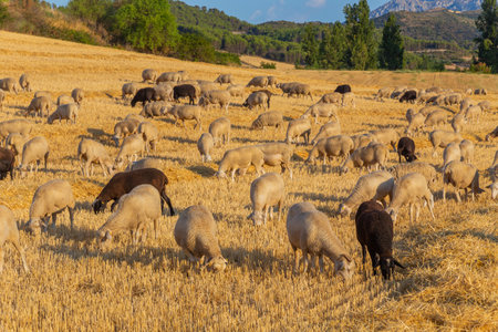 Sheeps pacing peacefully in the mountains of the Basque Country. Spainの写真素材