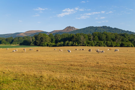 Cows grazing in Pyrenees, meadows at Navarra. Spainの写真素材