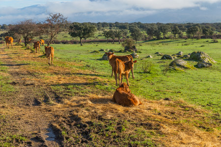 Cattle in a meadow near Caceres. Extremadura, Spain.の写真素材