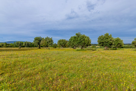 Olive trees  among fields in the area of Fatima, Portugalの写真素材