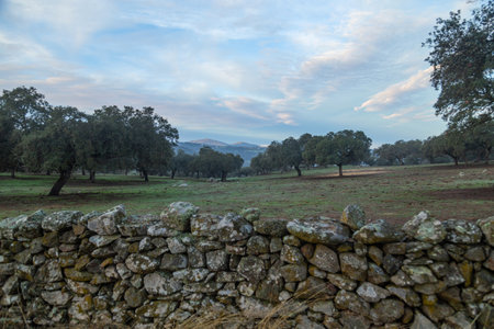 Cork oak trees (Quercus suber) in the morning, Extremadura, Spain, Europeの写真素材