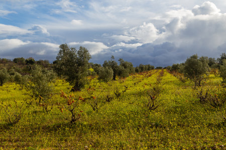 Olive trees in the fields of Extremadura near Caceres in Spainの写真素材