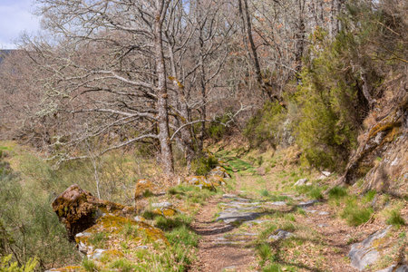 The road in the Camino de Santiago pilgrimage, crossing a green forestの写真素材