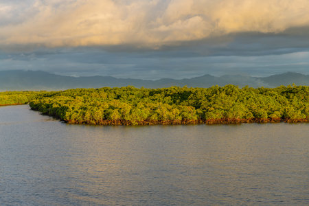 Mangroves and lush vegetation with mountains behind, Port Denarau, near Nadi, Viti Levu, Fiji Islands, South Pacificの写真素材
