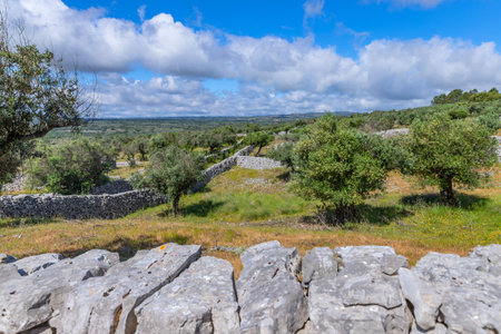 Olive trees  among fields in the area of Fatima, Portugalの写真素材