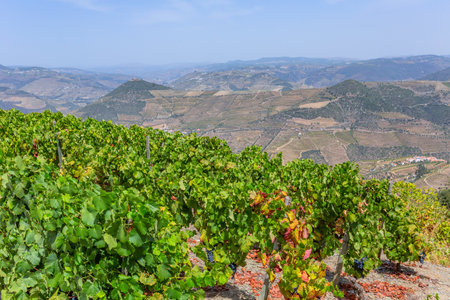Ripe black grapes on the vine. Douro river valley in Portugal near Pinhaoの写真素材