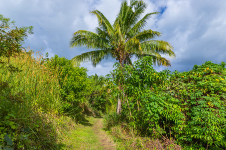 Narrow trail through the lush tropical rainforest in Suva, Fijiの写真素材