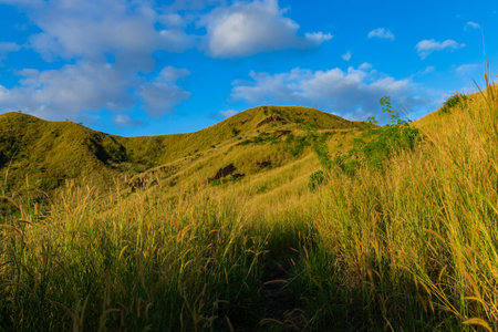 The top of Nacula island vegetation, Yasawa Islands, Fiji, South Pacificの写真素材