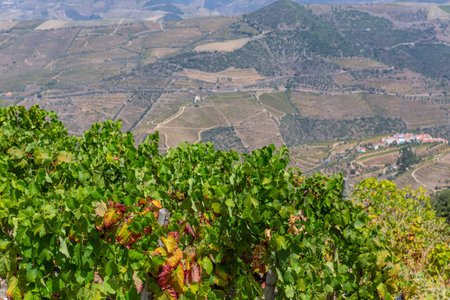 Ripe black grapes on the vine. Douro river valley in Portugal near Pinhaoの写真素材