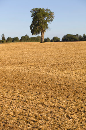A lonely tree on top of a hill after a long period of drought near Caceres, Extremadura, Spain.の写真素材