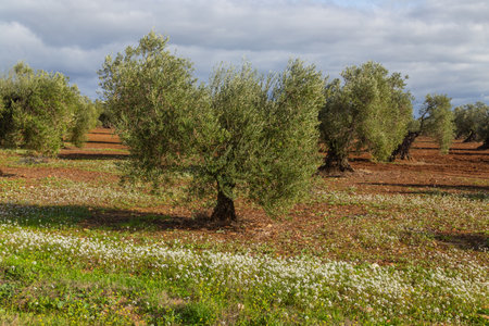 Olive trees in the fields of Extremadura near Caceres in Spainの写真素材