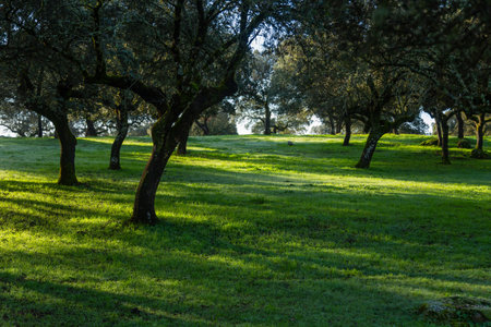 Cork oak trees (Quercus suber) in the morning, Extremadura, Spain, Europeの写真素材