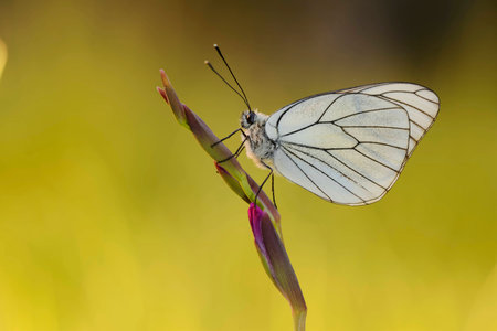 Butterfly in springの写真素材