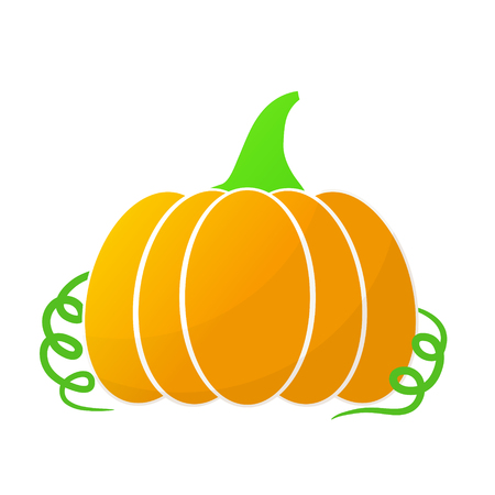 Pumpkin summer harvest, stock vector illustrationのイラスト素材