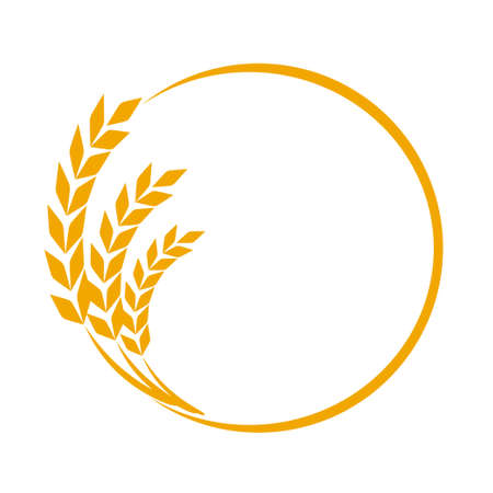Wheat or barley ears. Harvest wheat grain, growth rice stalk and whole bread grains or field cereal nutritious rye grained agriculture products ear symbol border on whiteのイラスト素材
