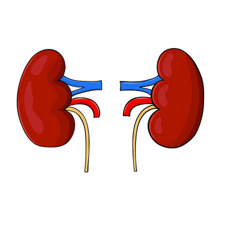 Human kidneys in cartoon style for medical designのイラスト素材