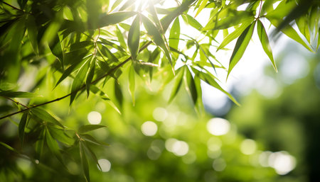 bamboo tree with the sun shining through the leaves and a blurry backgroundの素材