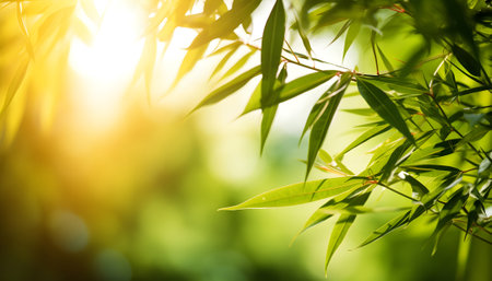 bamboo tree with the sun shining through the leaves and a blurry backgroundの素材