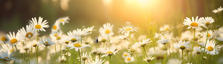 chamomile flowers over nature blurred background sunset soft lightの素材