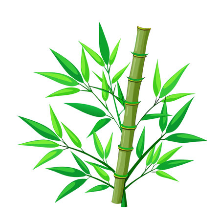 Green Bamboo stems isolated on the white backgroundのイラスト素材