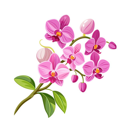 flower exotic pink orchid branchのイラスト素材