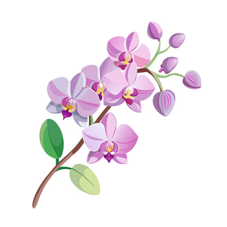 flower exotic lilac orchid branchのイラスト素材