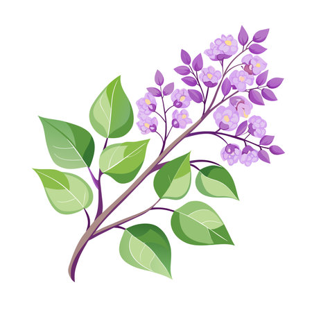 spring branch of blooming lilacのイラスト素材