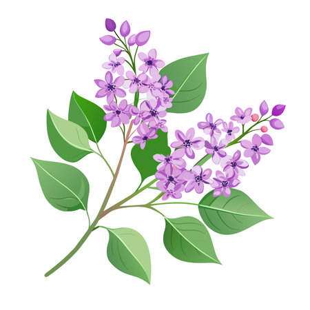 spring branch of blooming lilacのイラスト素材